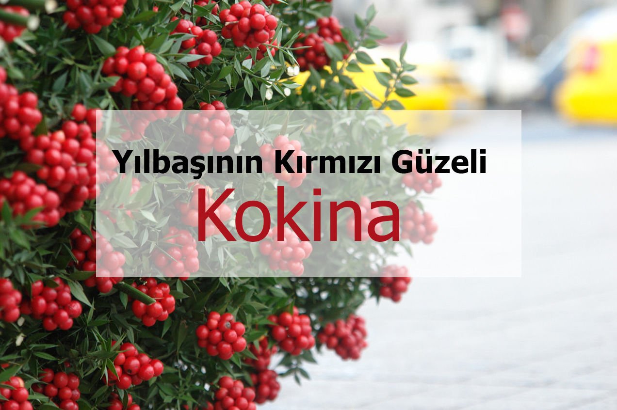 Kokina Çiçeği Nedir? - Yılbaşı Çiçeği Olarak Bilinen Kokina Çiçeği Anlamı: