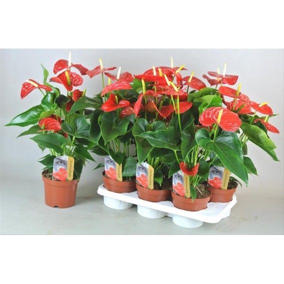 Anthurium Küçük Saksı Çiçekleri Hızlı Teslimat