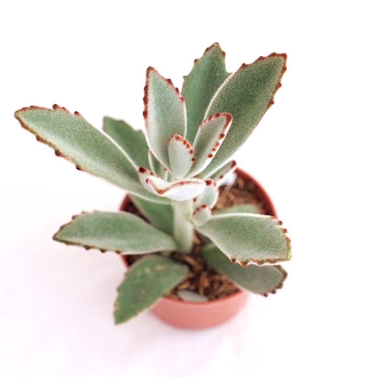 Kalanchoe tomentosa