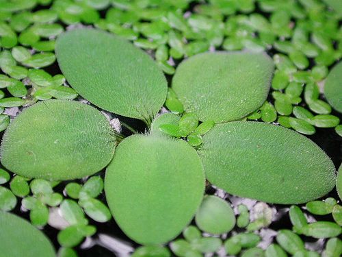 pistia su marulu