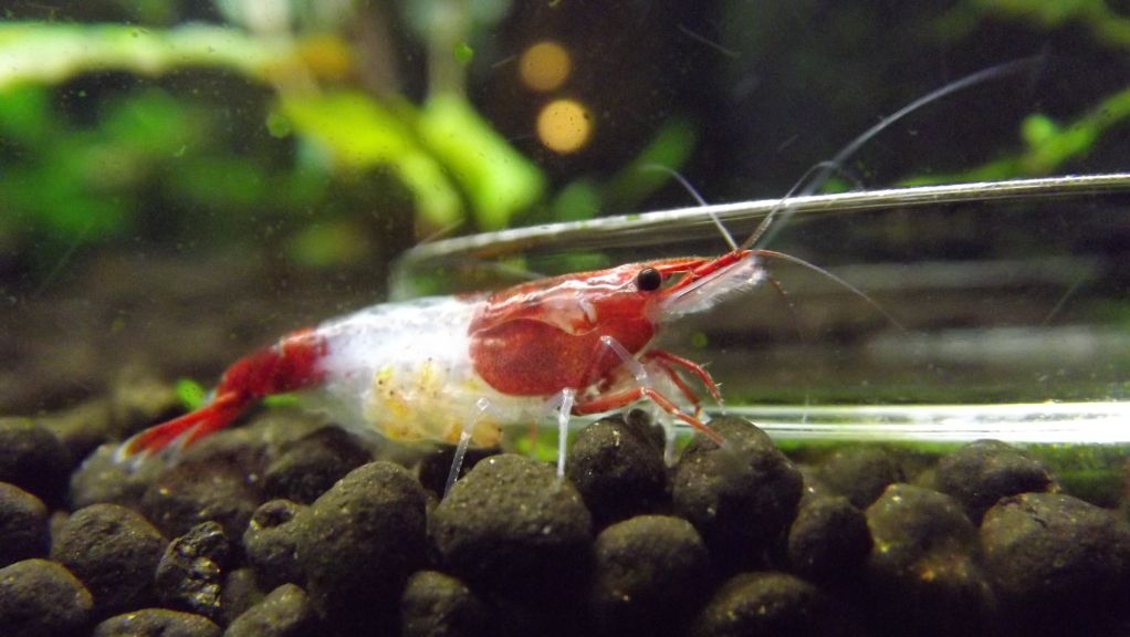 karides dunyasi