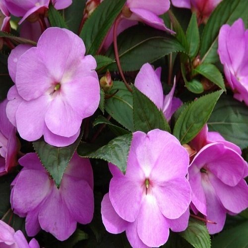 Hizli Gonderim Sunpatiens Compact Deep Rose Cam Guzeli Cicegi Fidesi