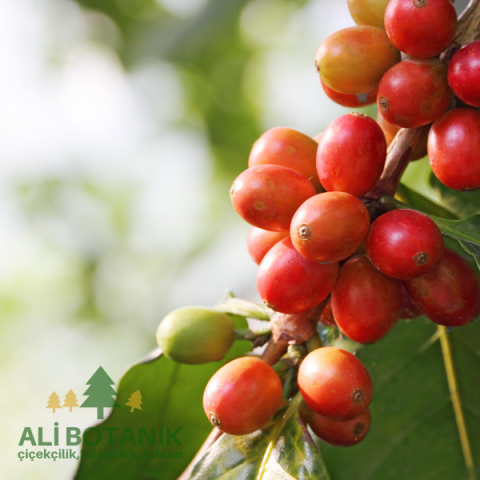 Tuplu Coffea Arabica Kahve Agaci Fidani Fiyatlari Ve Ozellikleri