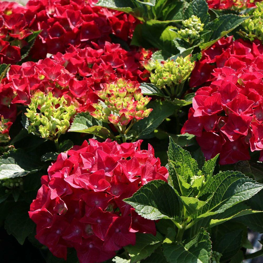 Hydrangea Mac.'Bright Red Power'