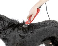 Aesculap Favorita 2 Kedi Kopek Tiras Makinesi Aesculap Pet Shop Urunleri Fiyat Ve Cesitleri