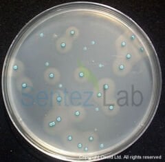 Oxoid Brilliance Listeria Agar Base - Oxoid