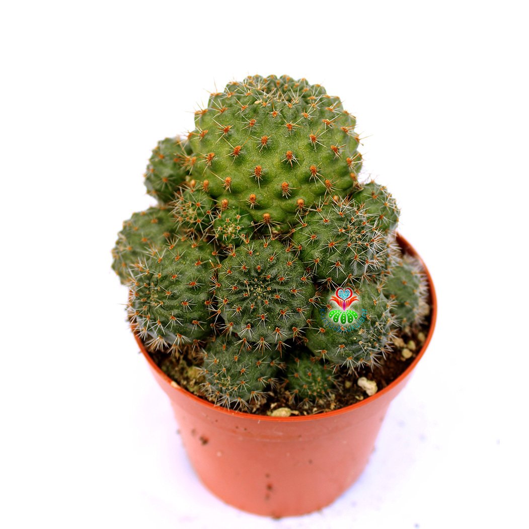 Rebutia Deminuta Bol Bol Kirmizi Renk Cicek Acan Ozel Tur Kaktus 8 5 Cm Saksida
