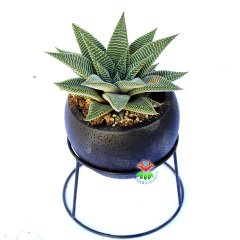 kaktus sukulent online canli bitki cicek magazasi