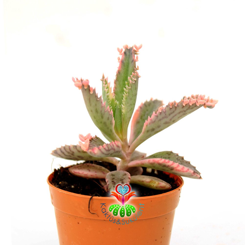 Pembe Askin Gozyasi Cicegi Kalanchoe Pink Butterflies 5 5cm Saksida Cok Nadir Tur