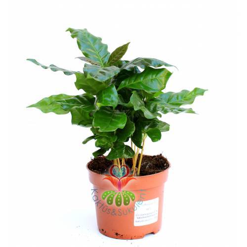 Mini Kahve Ağacı Fidanı Coffee Arabica Tree Bir Saksıda Birçok Kök
