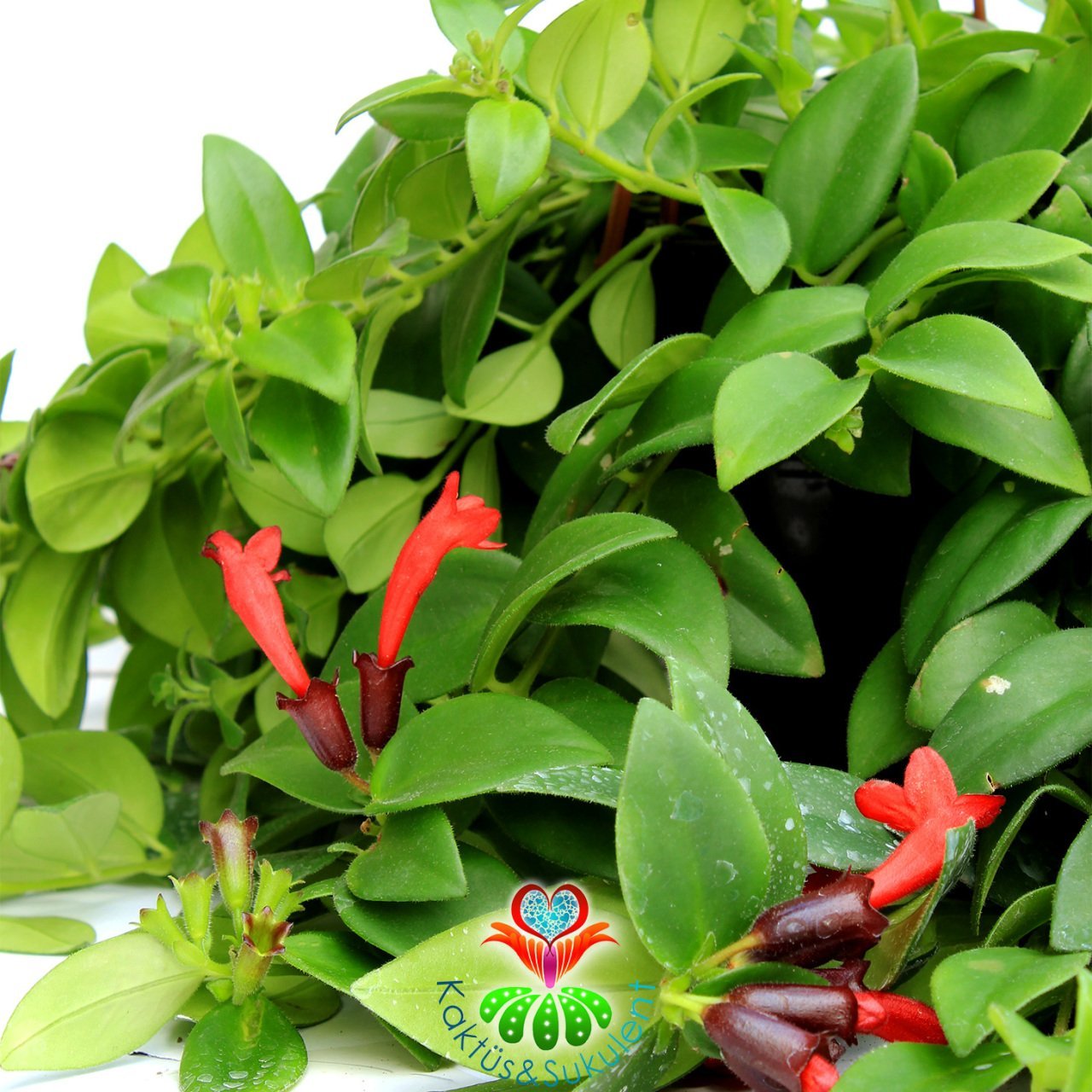 Ruj Çiçeği Aeschynanthus Radicans Büyük Boy25 cm Askılı Saksıda