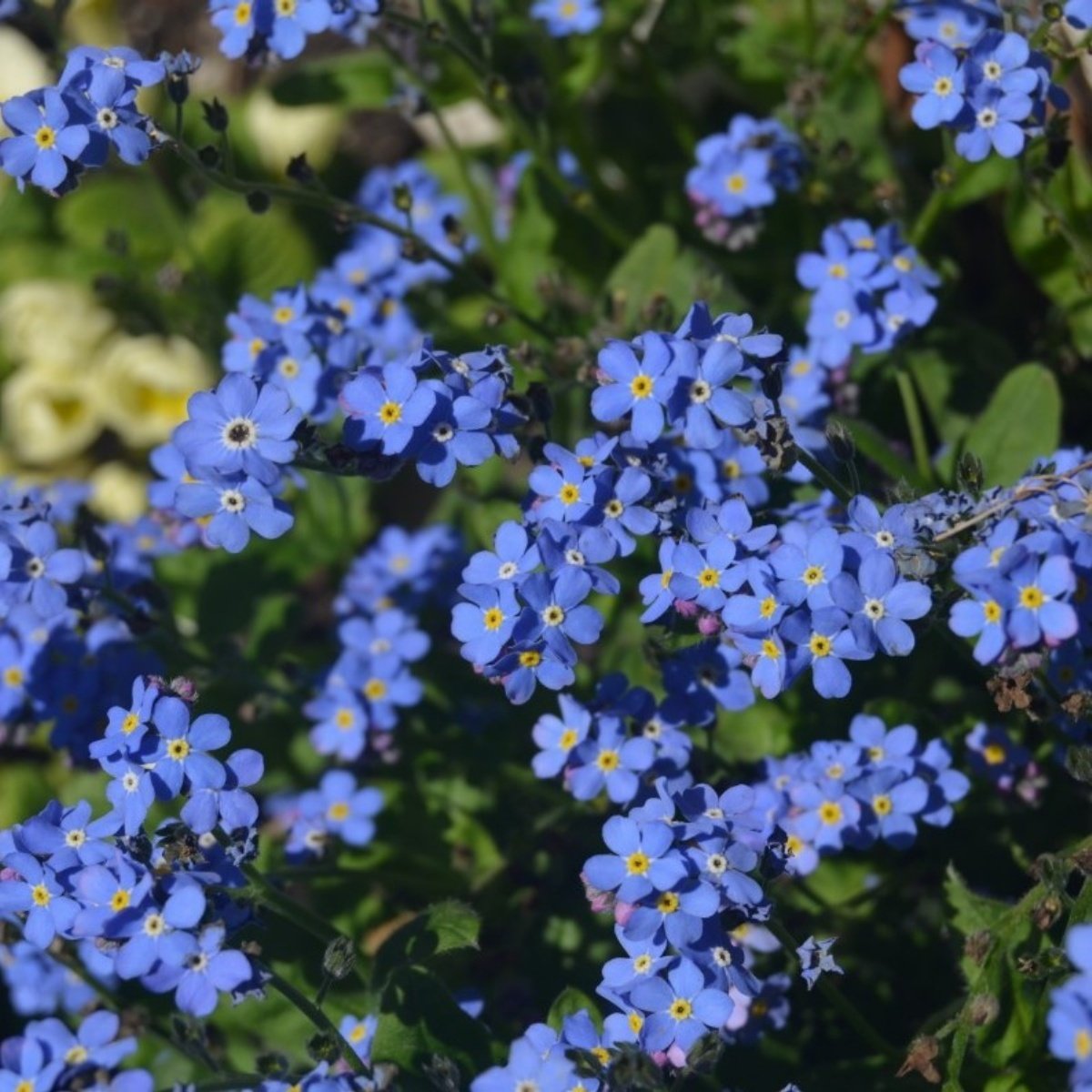 Hızlı Kargo Mavi Unutma Beni Çiçeği Tohumu (50 tohum) Satın Al