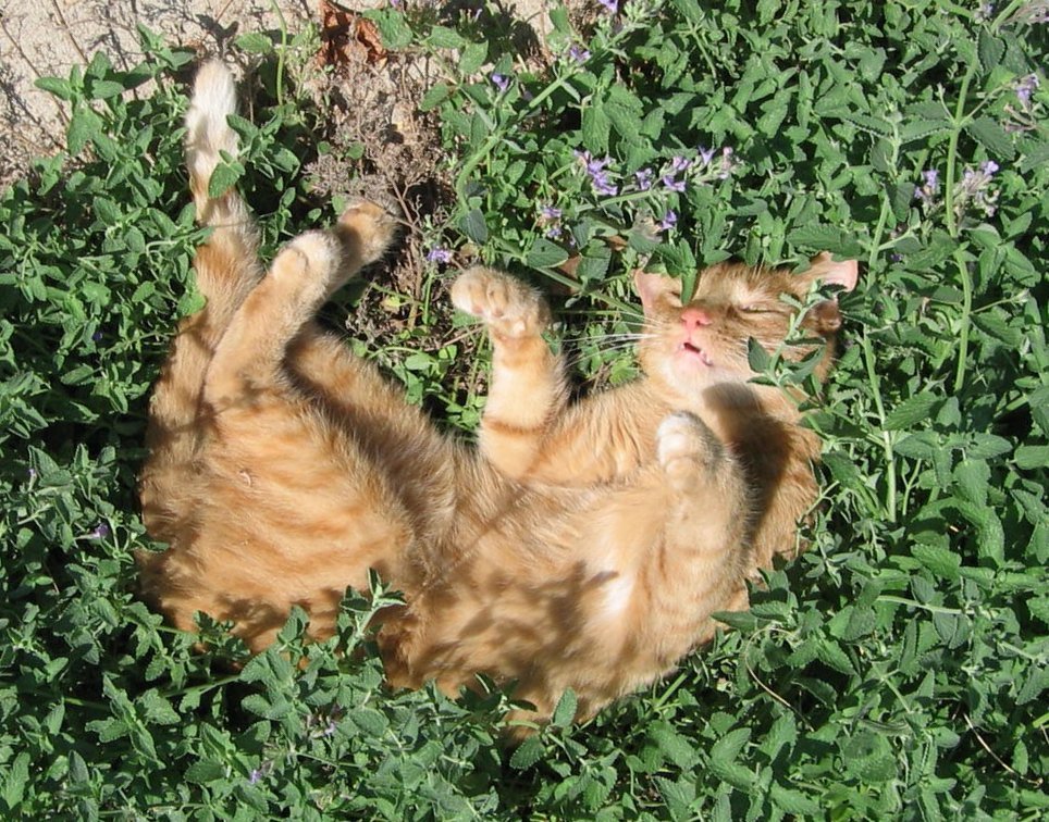 Organik Kurutulmuş Catnip Kedi Nanesi (Kedi Otu) 50 ML Kapıda Mama