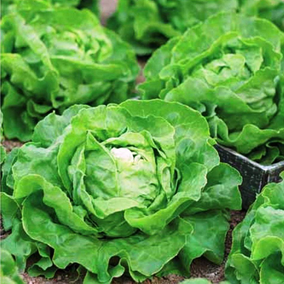 семена салатов листовых фото с названием