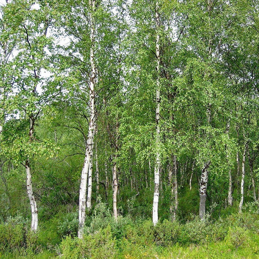 Береза Извилистая