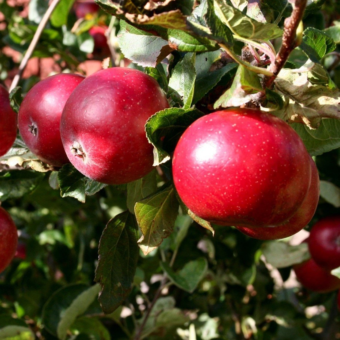 Сорт яблони красное раннее фото