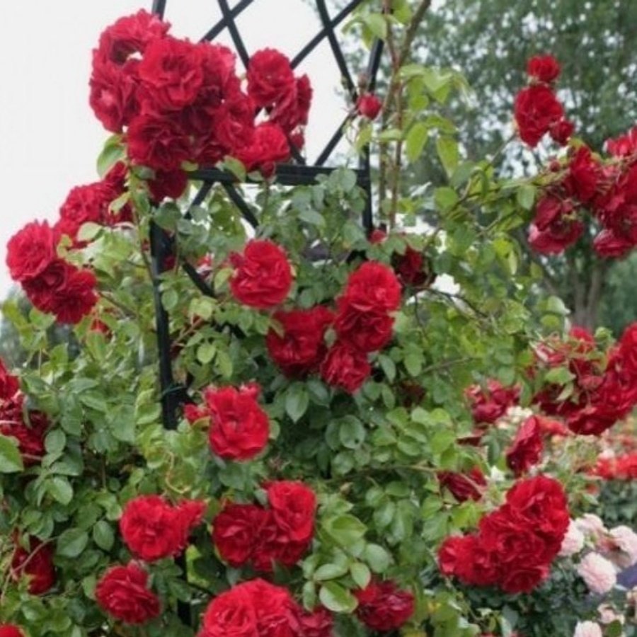 Tuplu Hybrid Tea Yediveren Rosannna Kokulu Sarmasik Cardak Gulu Fidani