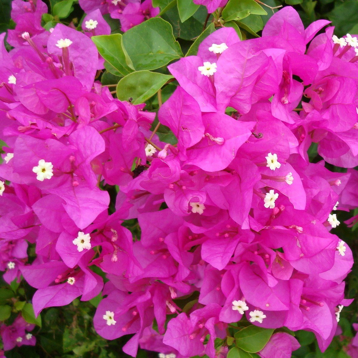 Bodur Begonvil Fidani Cicegi Bougainvillea Glabra 25 30 Cm Capinda