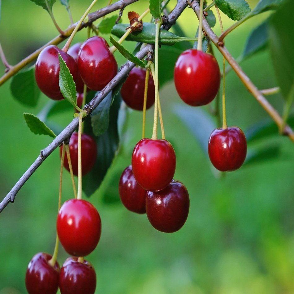 Вишня сортовая (Prunus Cerasus `Морозовка`)