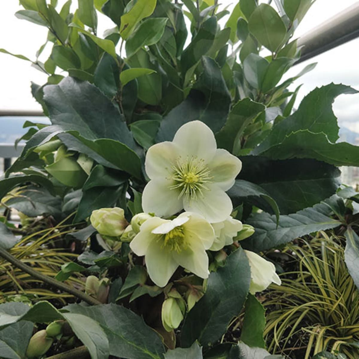 Green Star Christmas Rose Yılbaşı Çiçeği Fidesi (1 Adet) Satın Al