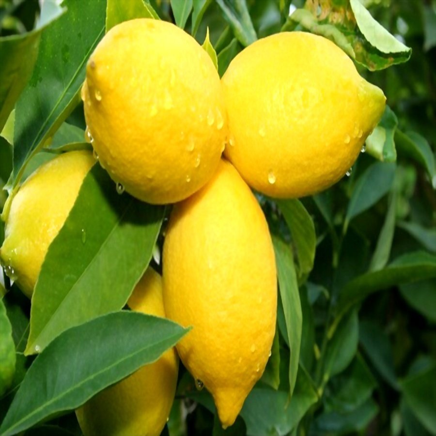 Citrus X Limon Bodur Limon Fidani 40 60 Cm Tuplu Fidan Satisi Fide Satisi Internetten Fidan Siparisi Bodur Asili Sertifikali Meyve Fidani Sus Bitkileri