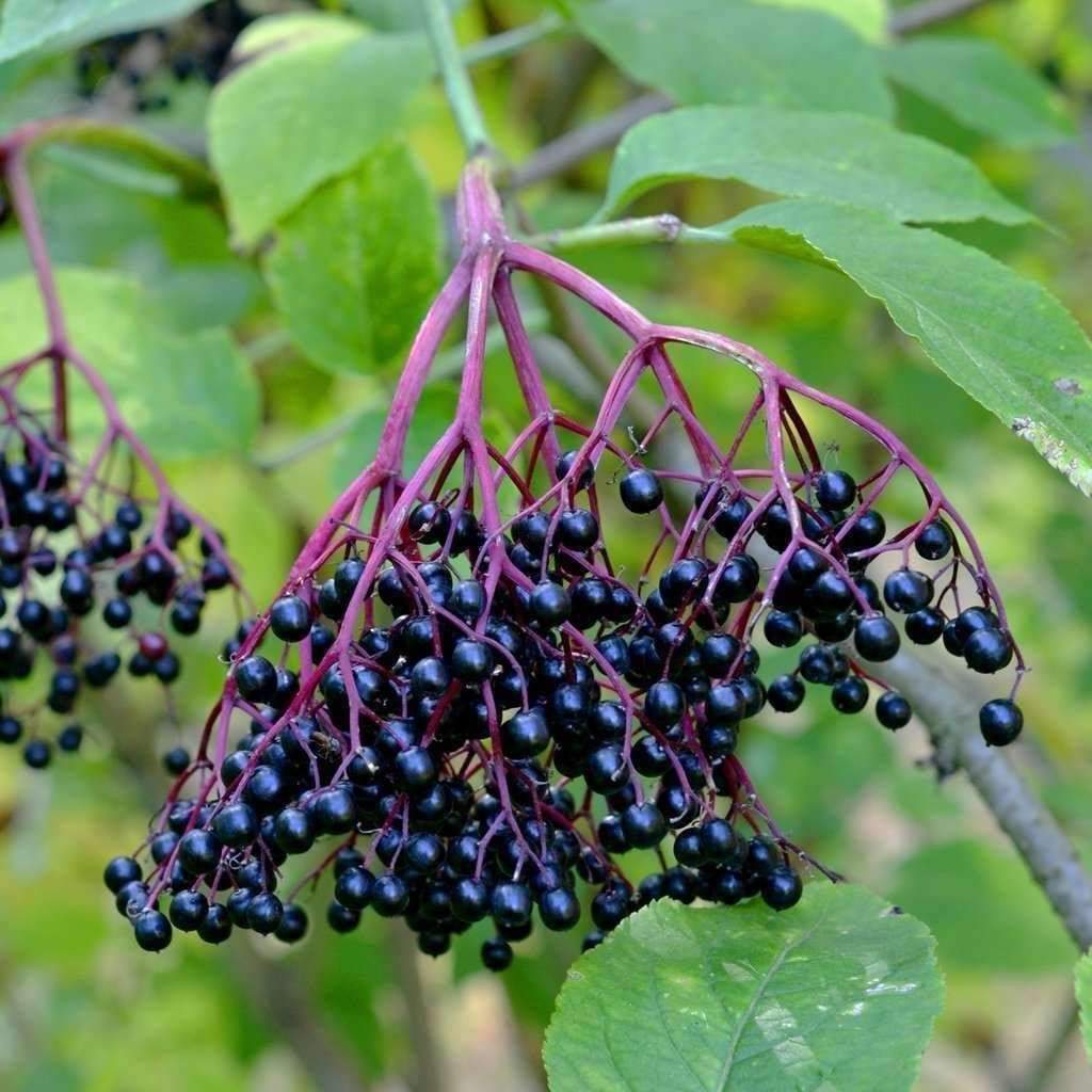 Hesapli Fiyata Sambucus Nigra Kara Murver Fidani