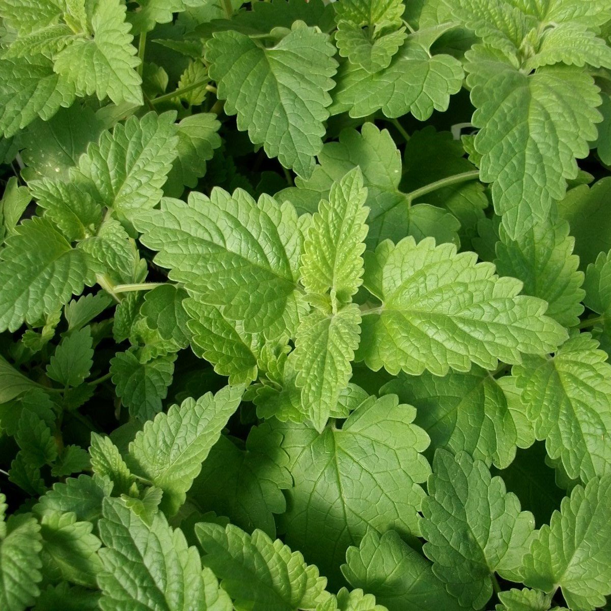 Catnip Kedi Nanesi Tohumu ( 100 tohum ) Satın Al