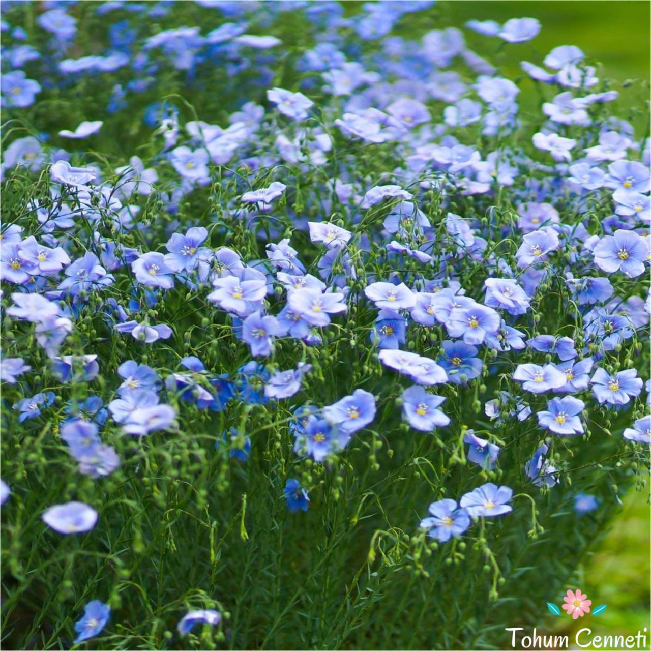 Mavi Linum Çiçeği Tohumu 5 TL