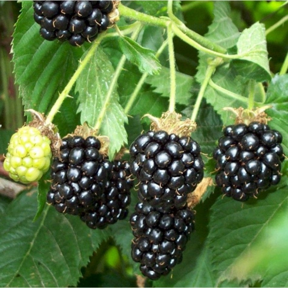 Rubus fruticosus Black Satin