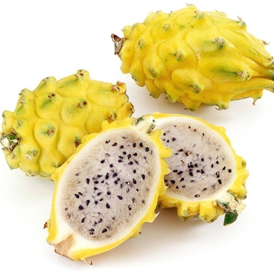Tüplü Sarı Pitaya (Ejder) Meyvesi Fidanı