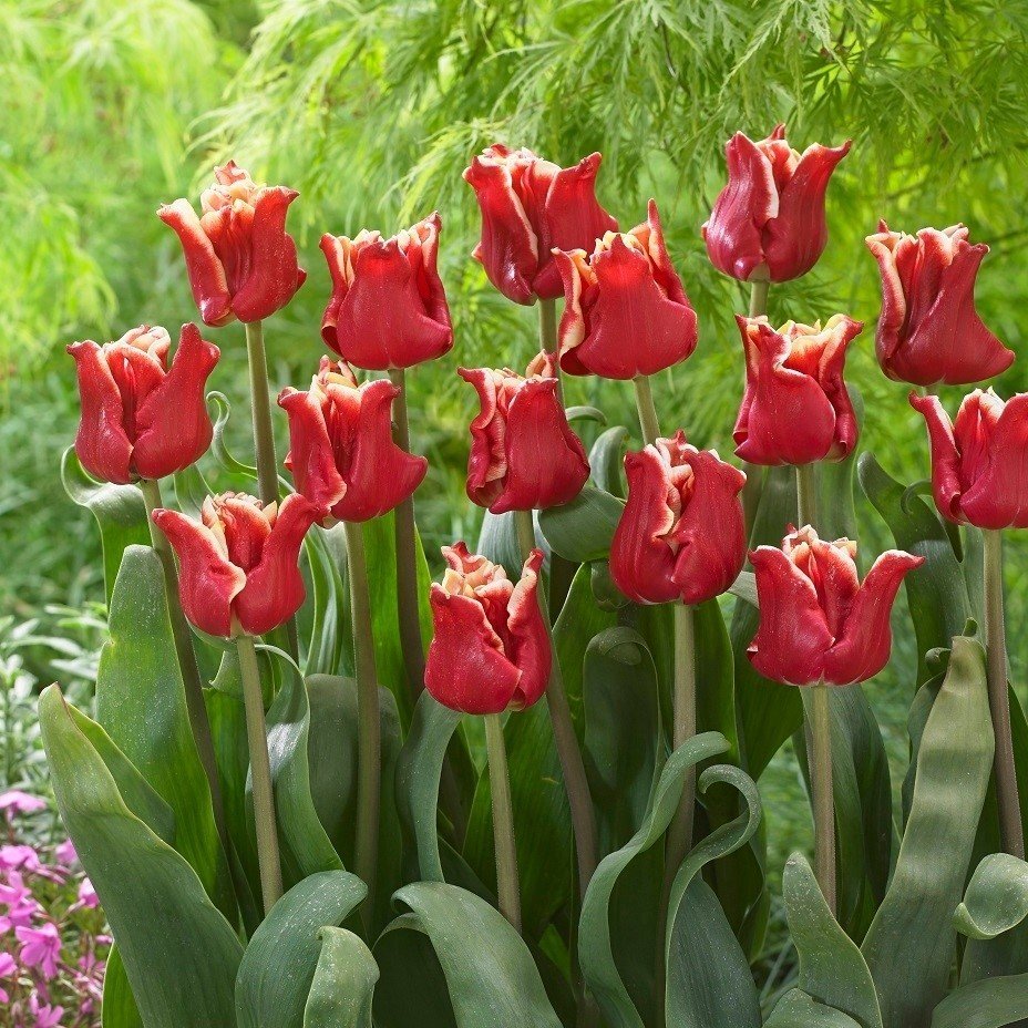 Тюльпан элегант краун фото и описание