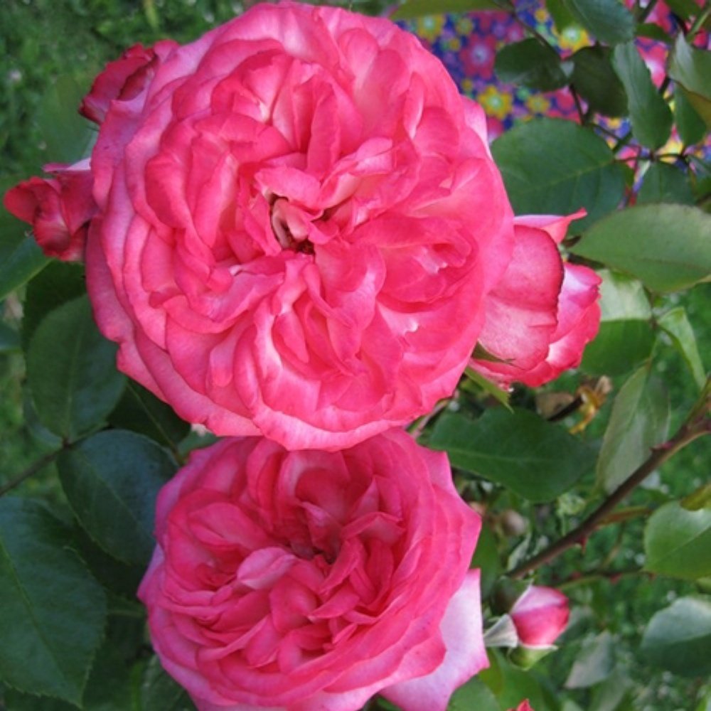 Роза антика плетистая фото и описание