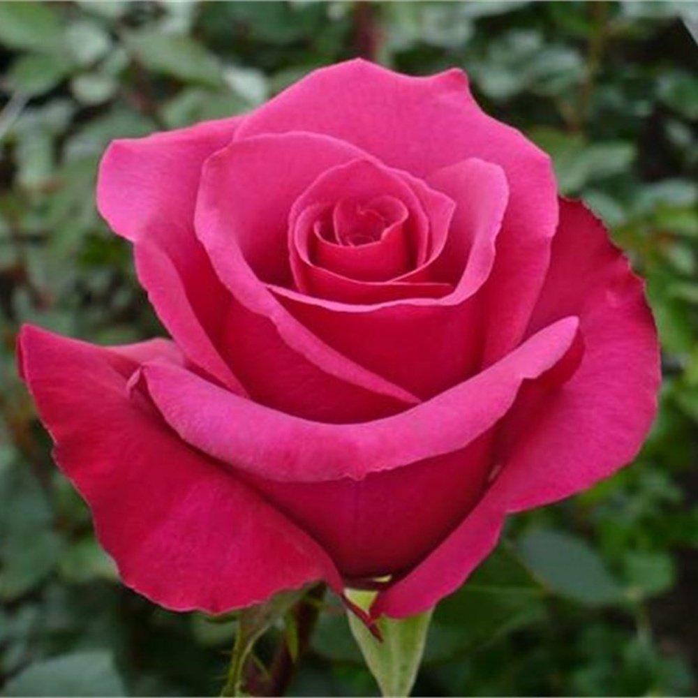 фаворит роза эквадор