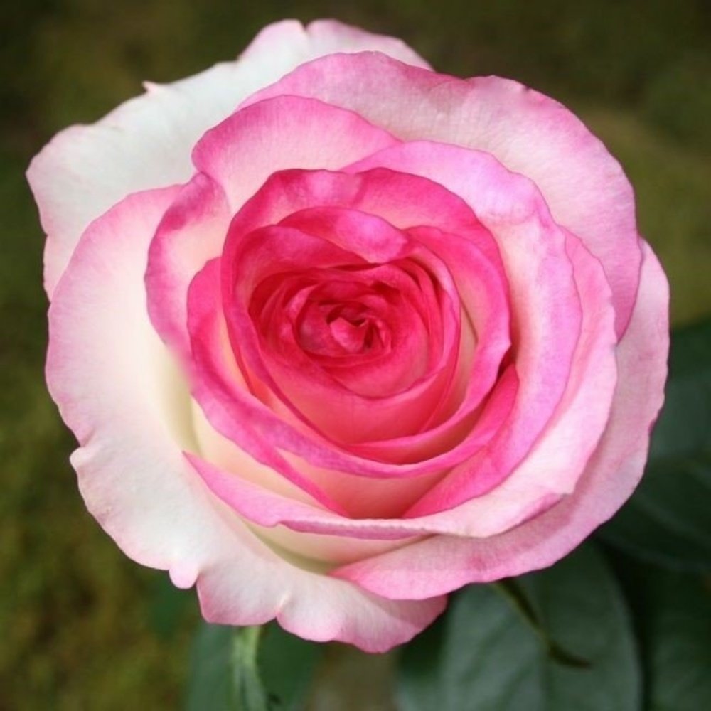 Rosa bella vita