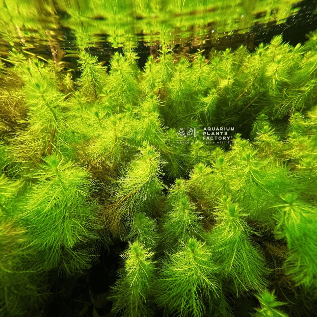 Akvared - Myriophyllum aquatica SAKSI