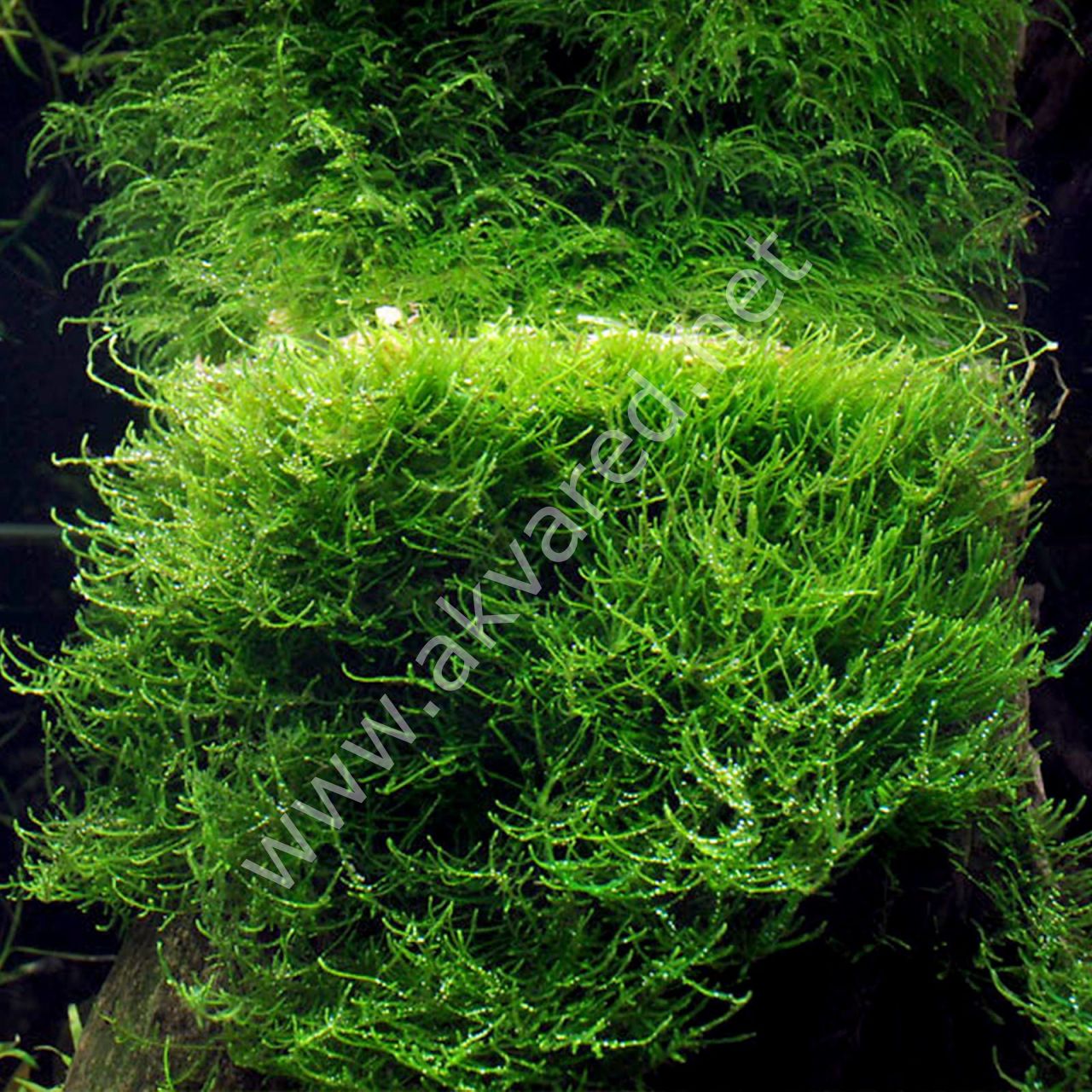 DELUXE Java Moss (Vesicularia dubyana), Loose Portion - Aquatic