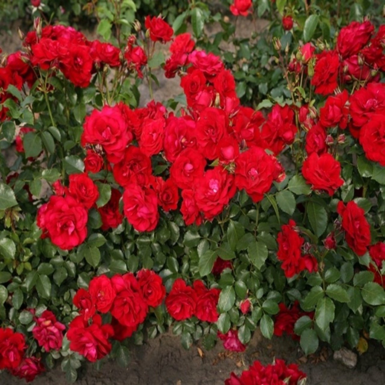 Zwergkonig 78 роза