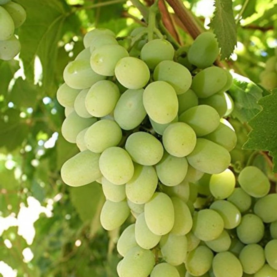 Шугар Дропс виноград