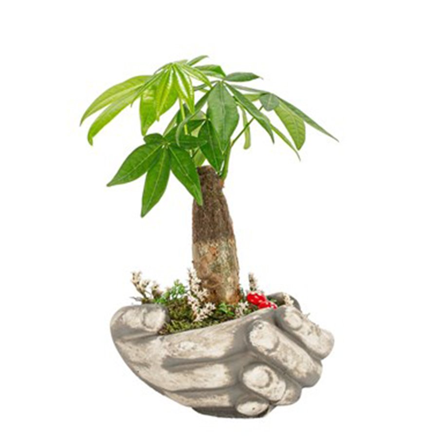 Bonsai Pachira Aquatica Para Agaci