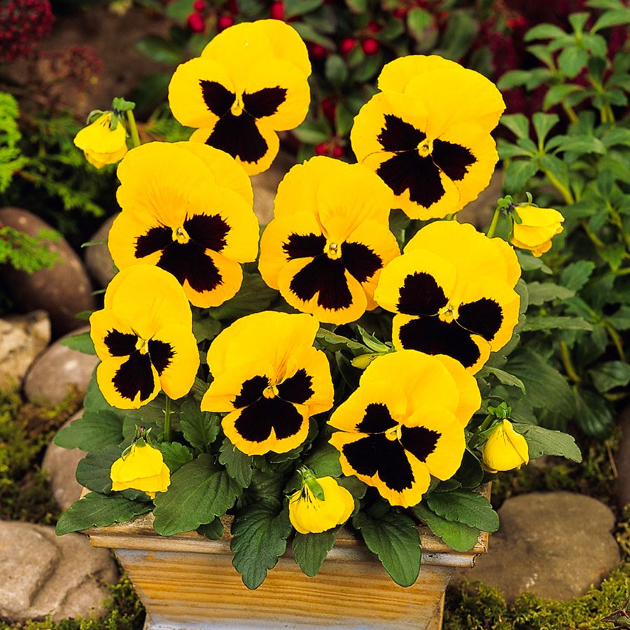 Büyük Çiçekli Yellow Blotch Hercai Menekşe Çiçeği Fidesi3 Adet
