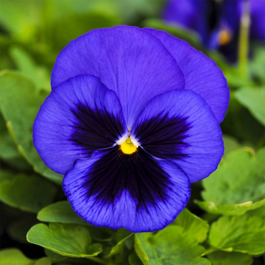Büyük Çiçekli MaviSiyah Hercai Menekşe Çiçeği Fidesi