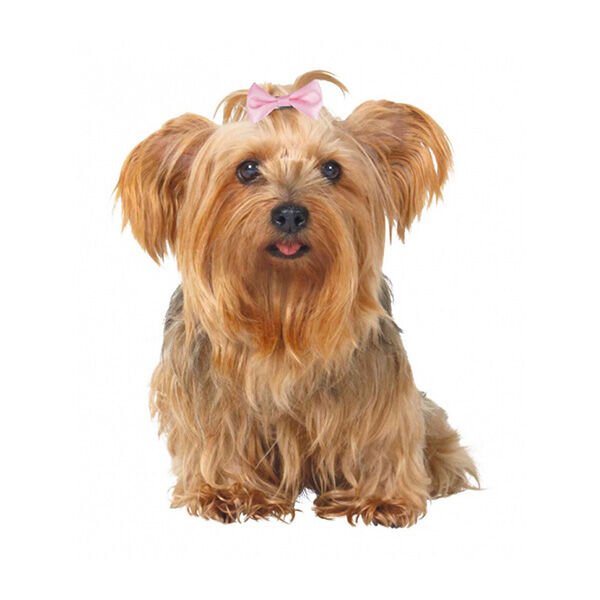 Trixie Köpek Saç Tokası 4-5.5 Cm
