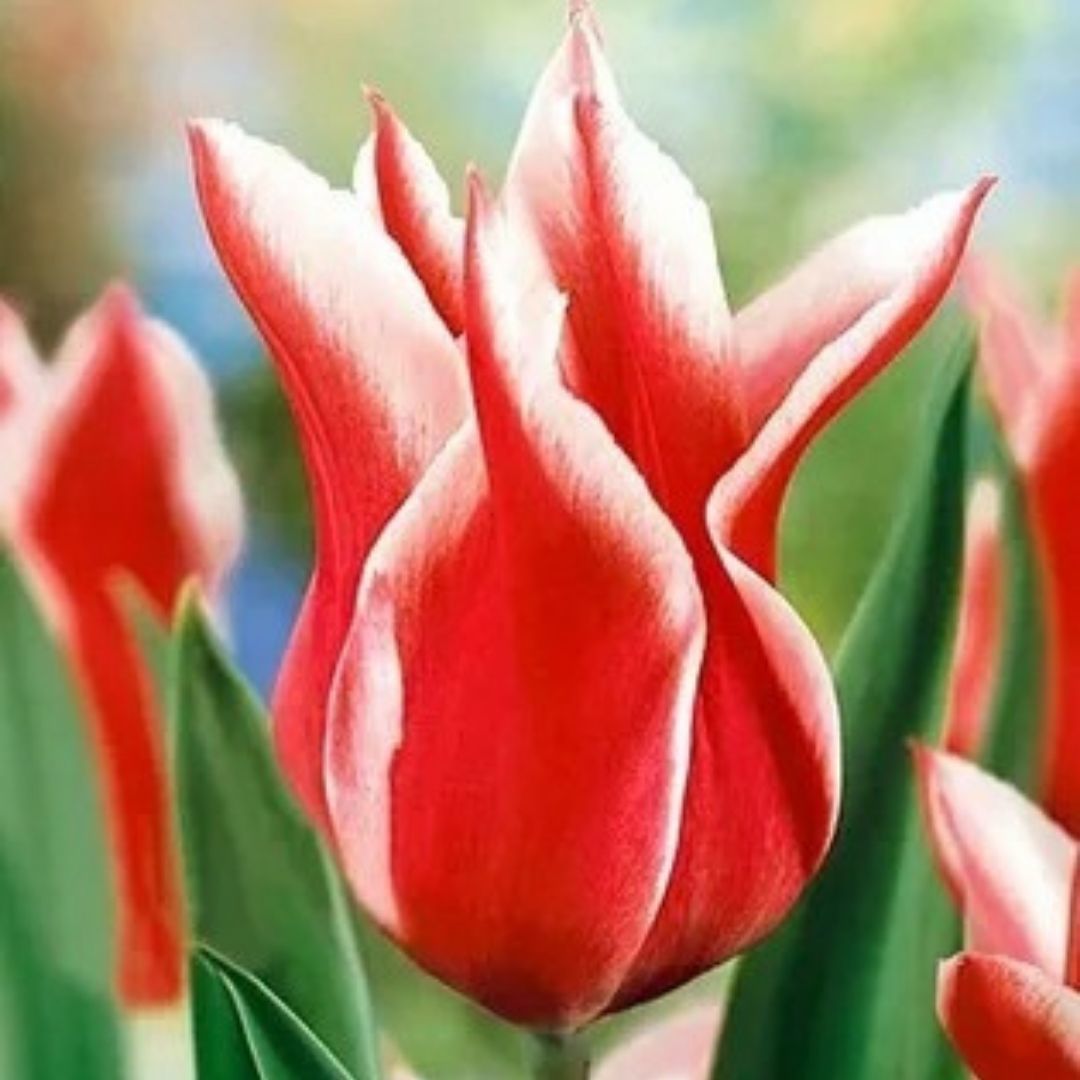 Тюльпан лилиецветный красный с белой каймой