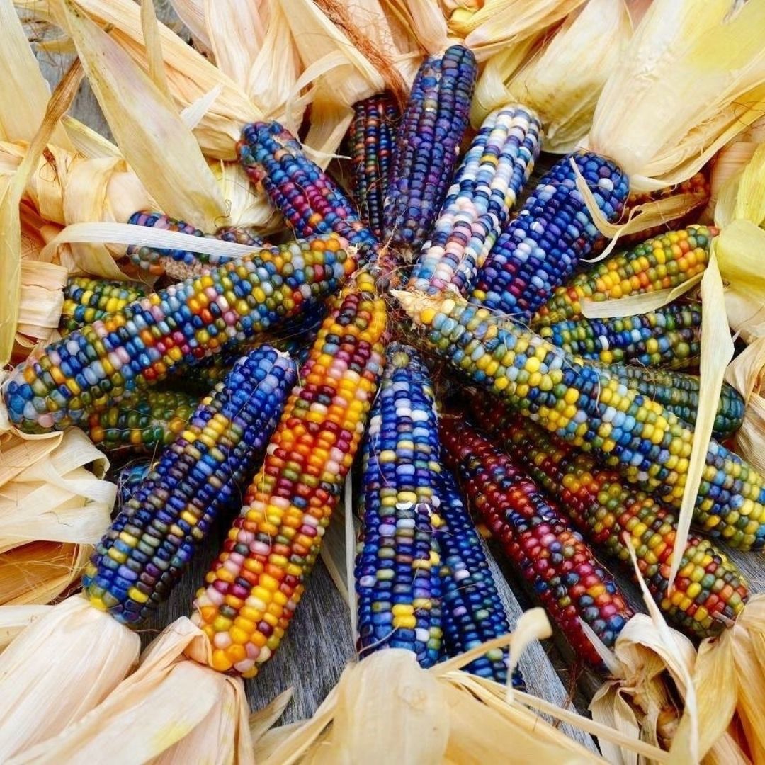 Разноцветная кукуруза Glass Gem