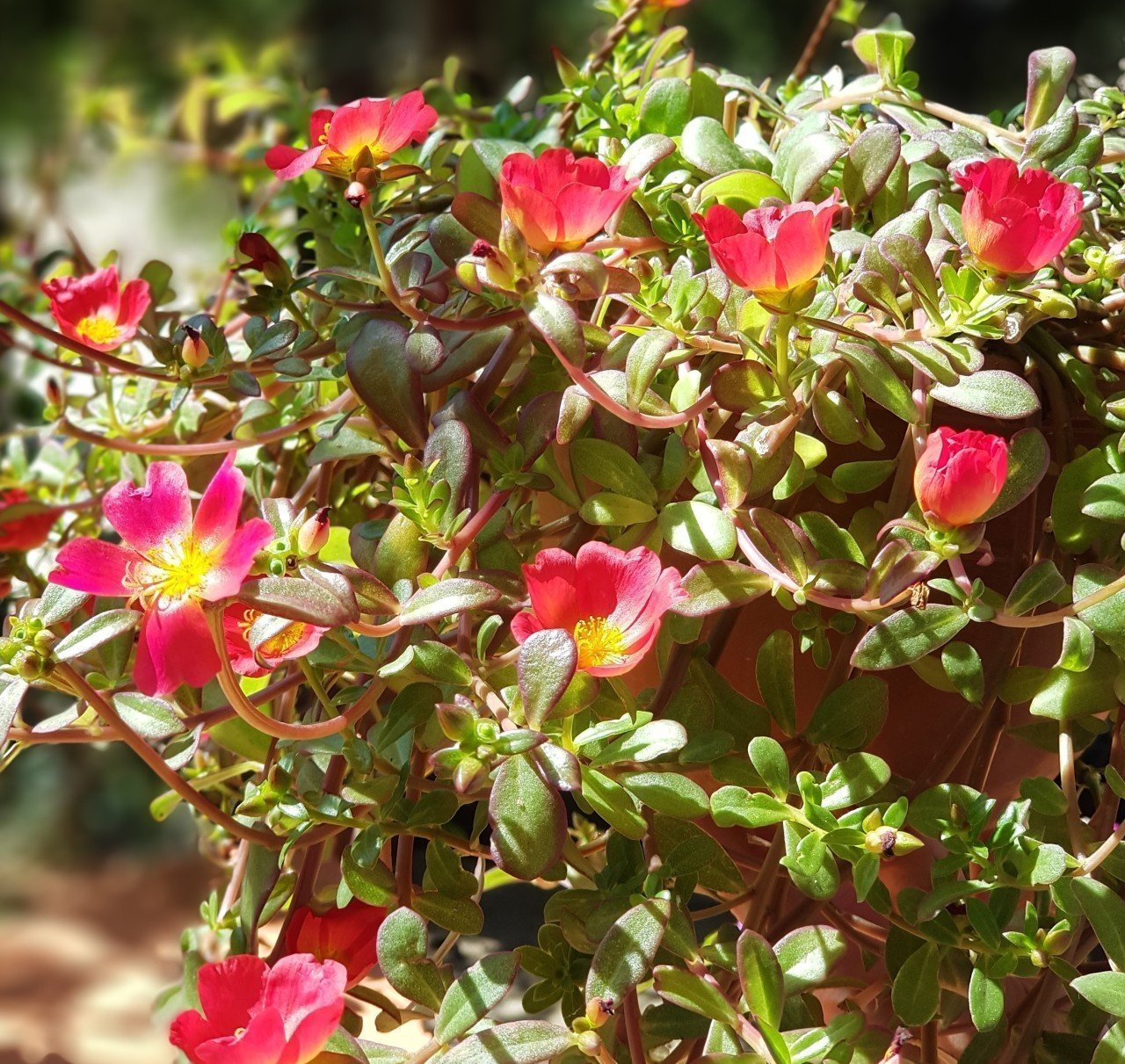 Portulaca Yubi Semizotu Yaprakli Ipek Cicegi Kirmizi Cicekli Askili Saksi