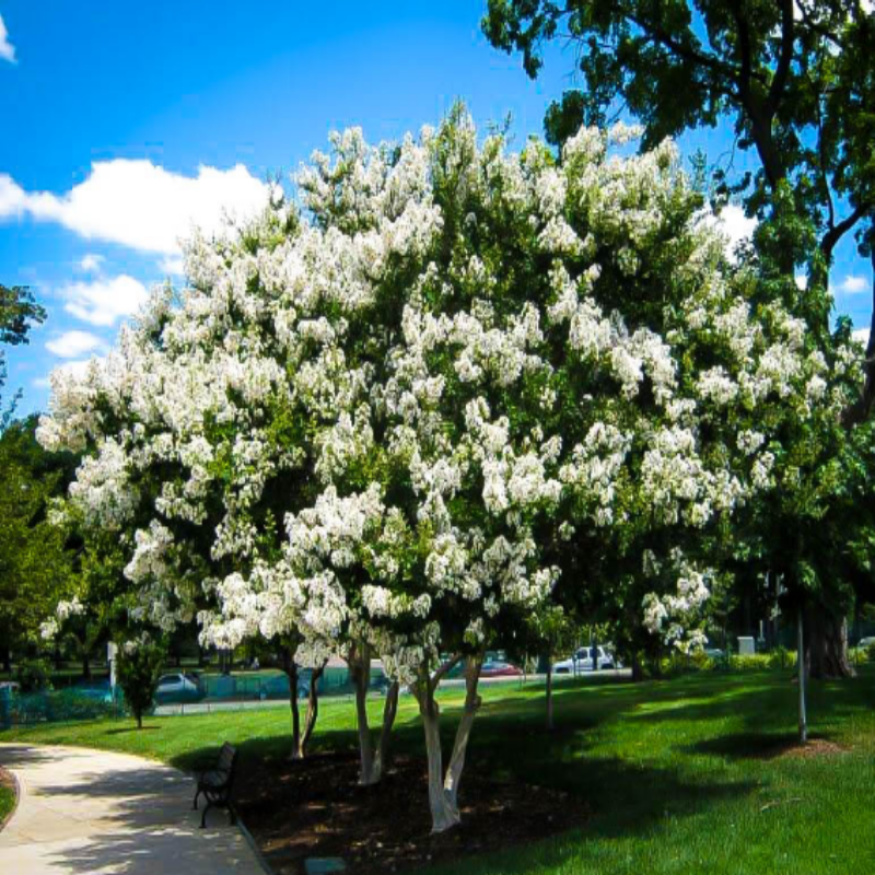 Lagerstroemia Indica Beyaz Cicekli Oya Agaci