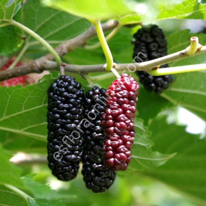 Шелковица туапсе. Тутовник шелковица. Mulberry шелковица. Шелковица тутовое дерево. Шелковица Морус.