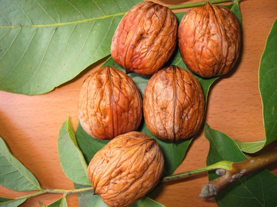Fernor Ceviz Fidani Juglans Regia Fernor Ceviz Fidani Cesitleri