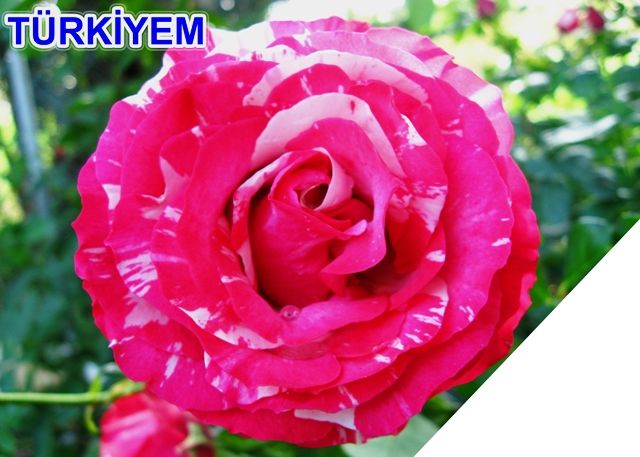 Hizli Kargo Tuplu Yediveren Kokulu Kirmizi Beyaz Turkiyem Gul Fidani Satisi