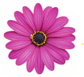 erato compact purple bodrum papatyasi cicegi fidesi 5 fide